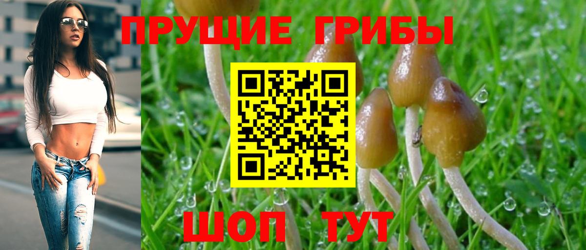 Псилоцибиновые грибы Psilocybe Сухой Лог